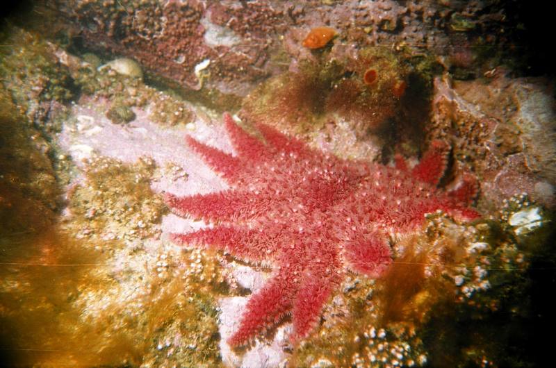 Sea Star (Crossaster papposus) {!--불가사리-->; DISPLAY FULL IMAGE.