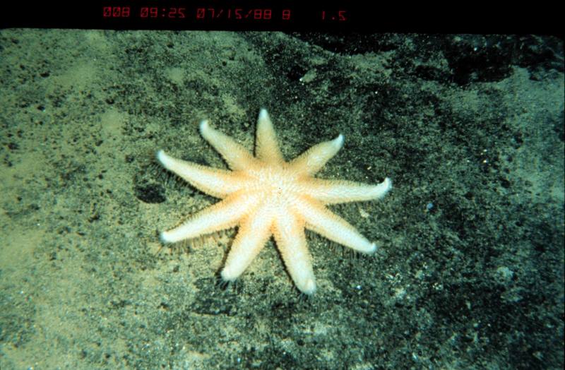 Sea Star {!--불가사리-->; DISPLAY FULL IMAGE.