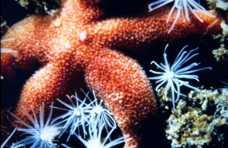 Sea Star {!--불가사리-->; DISPLAY FULL IMAGE.