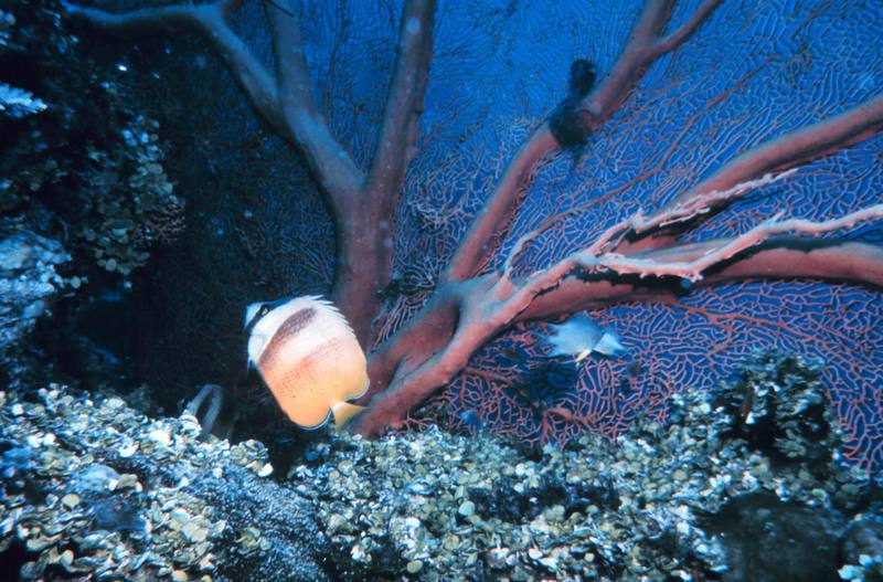 Butterflyfish & Sea Fan {!--부채산호-->; DISPLAY FULL IMAGE.