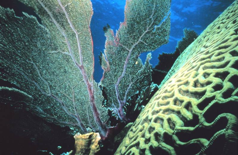 Brain Coral & Sea Fan {!--부채산호-->; DISPLAY FULL IMAGE.