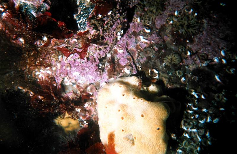 Sponge {!--해면-->; DISPLAY FULL IMAGE.
