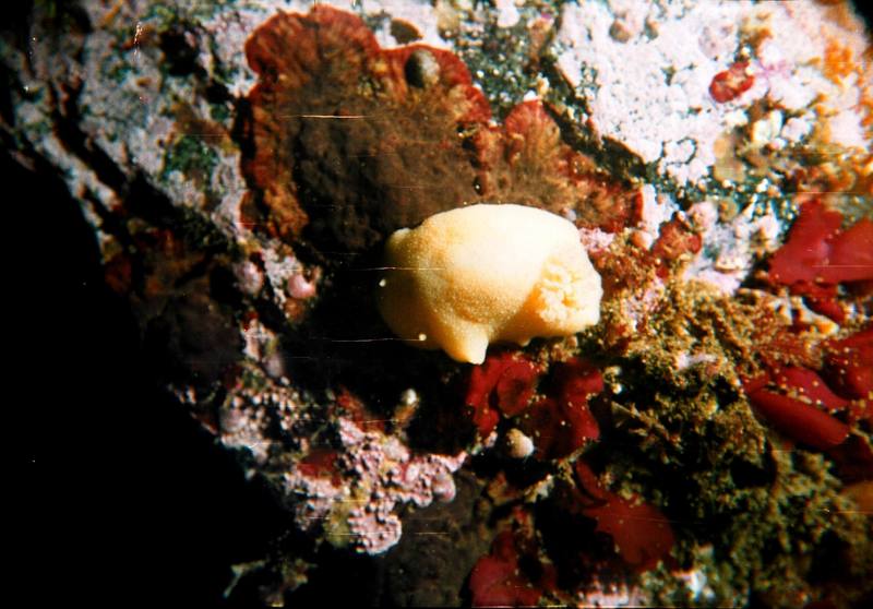 Sponge {!--해면-->; DISPLAY FULL IMAGE.