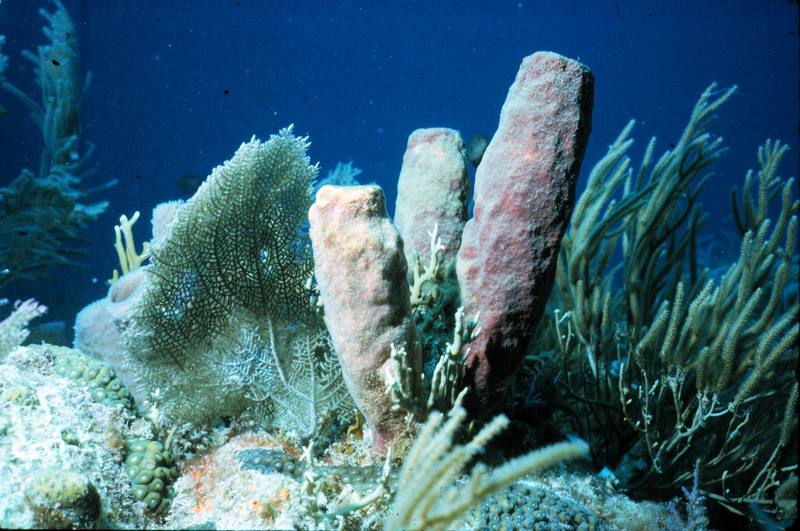 Tube Sponge {!--관해면--> & Sea Fan {!--부채산호-->; DISPLAY FULL IMAGE.