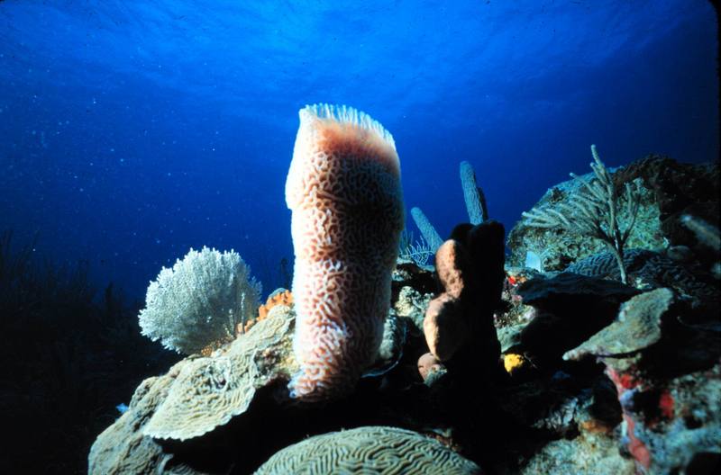 Glass Sponge {!--술잔해면-->; DISPLAY FULL IMAGE.