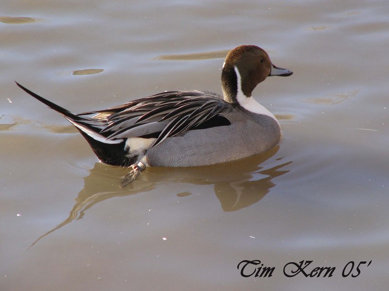 Northern Pintail; DISPLAY FULL IMAGE.