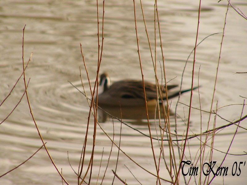 Northern Pintail; DISPLAY FULL IMAGE.
