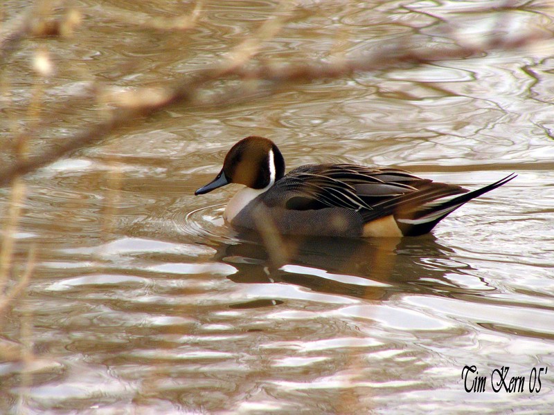 Northern Pintail; DISPLAY FULL IMAGE.