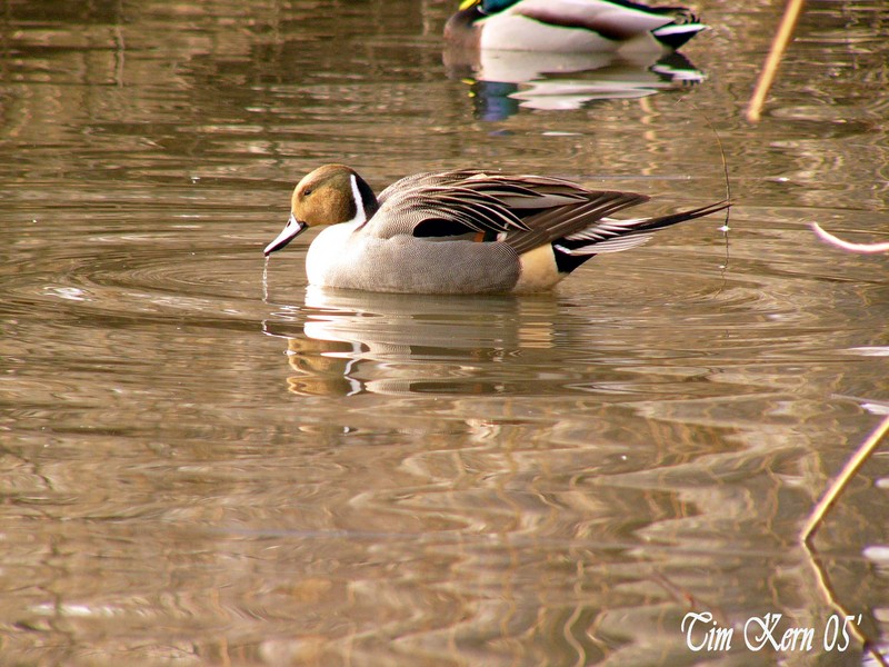 Northern Pintail; DISPLAY FULL IMAGE.