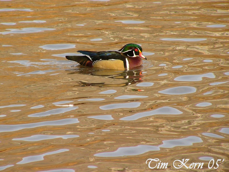 Woodduck; DISPLAY FULL IMAGE.