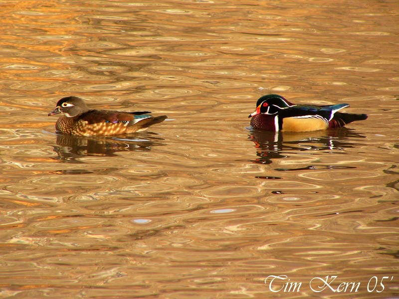 Woodduck; DISPLAY FULL IMAGE.