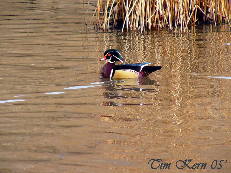 Woodduck; DISPLAY FULL IMAGE.