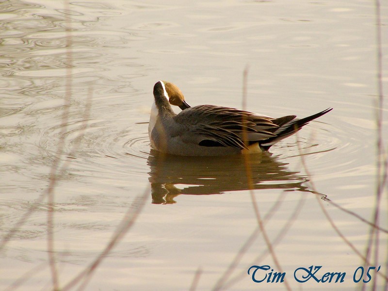 Woodduck -- northern pintail (Anas acuta); DISPLAY FULL IMAGE.