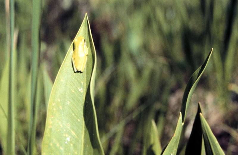 American Green Treefrog (Hyla cinerea) {!--아메리카청개구리-->; DISPLAY FULL IMAGE.