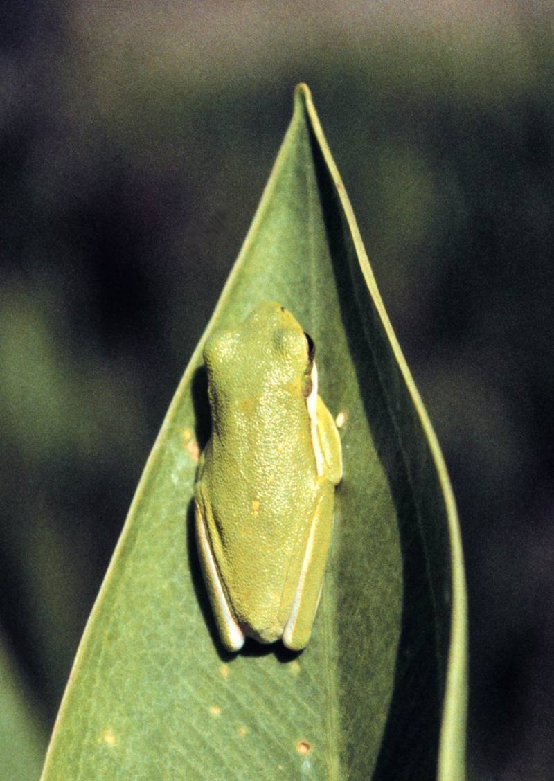 American Green Treefrog (Hyla cinerea) {!--아메리카청개구리-->; DISPLAY FULL IMAGE.