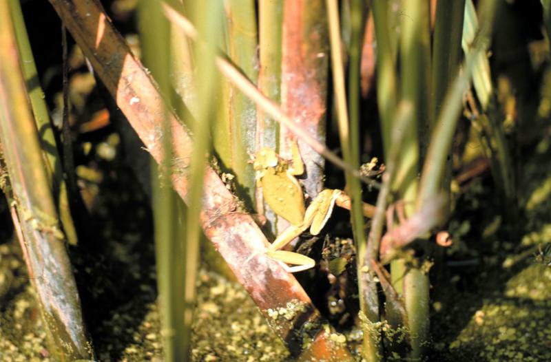 American Green Treefrog (Hyla cinerea) {!--아메리카청개구리-->; DISPLAY FULL IMAGE.