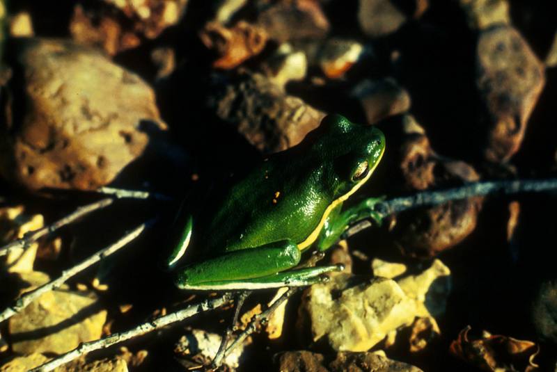 American Green Treefrog (Hyla cinerea) {!--아메리카청개구리-->; DISPLAY FULL IMAGE.