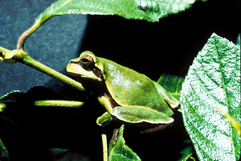 Pine Barrens Treefrog (Hyla andersonii) {!--파인바렌스청개구리-->; DISPLAY FULL IMAGE.