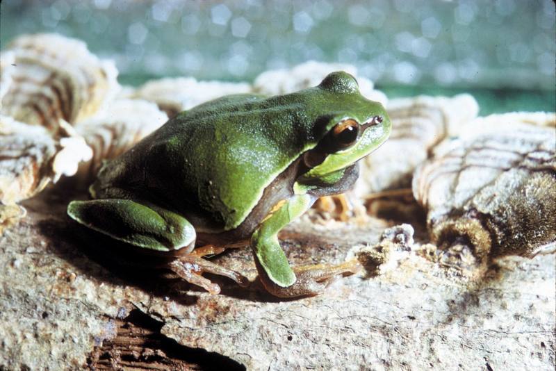 Pine Barrens Treefrog (Hyla andersonii) {!--파인바렌스청개구리-->; DISPLAY FULL IMAGE.