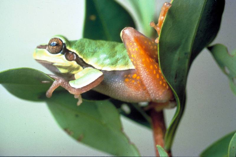 Pine Barrens Treefrog (Hyla andersonii) {!--파인바렌스청개구리-->; DISPLAY FULL IMAGE.