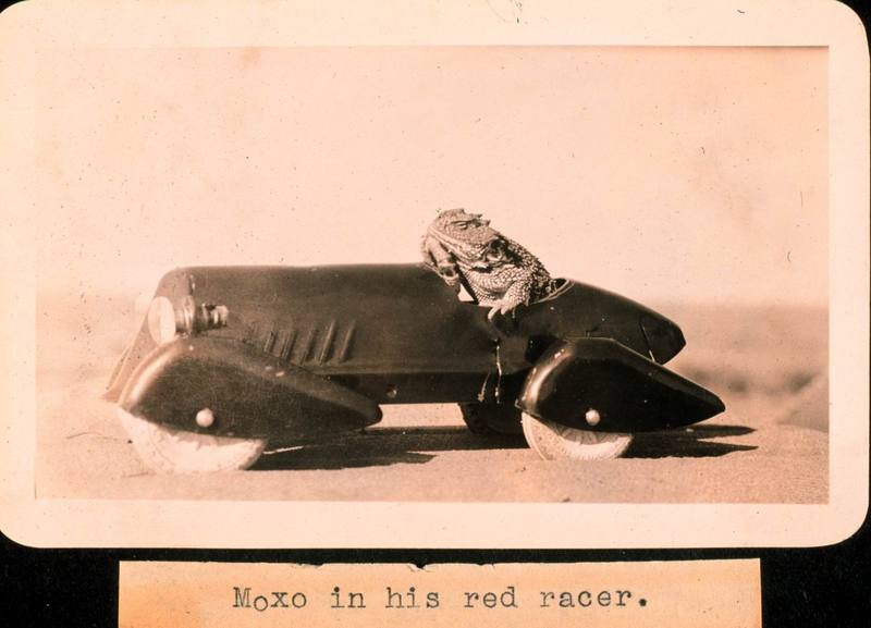 Horned Toad racer; DISPLAY FULL IMAGE.