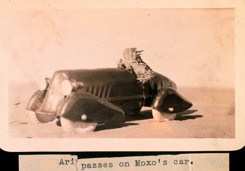 Horned Toad racer; DISPLAY FULL IMAGE.