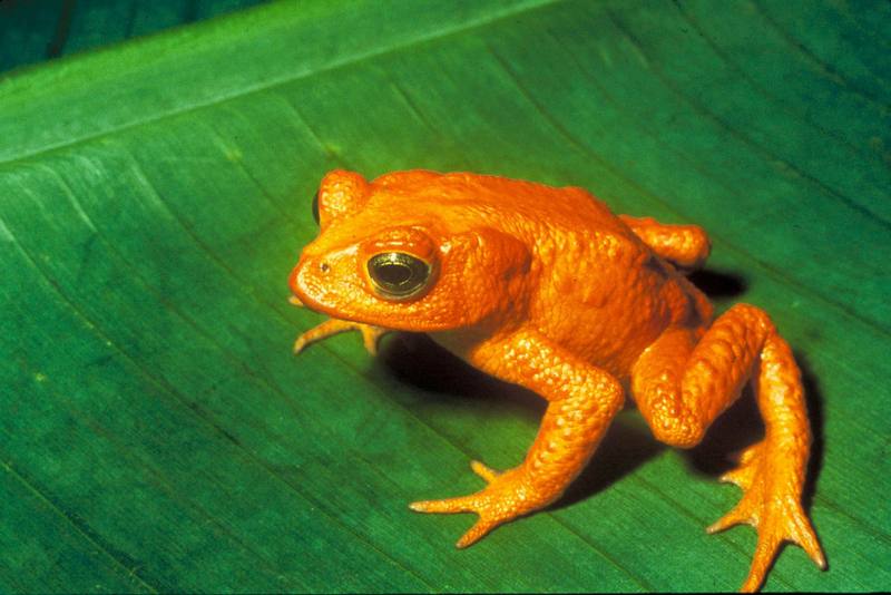 Monte Verde Golden Toad (Bufo periglenes) {!--황금두꺼비(오렌지두꺼비)-->; DISPLAY FULL IMAGE.