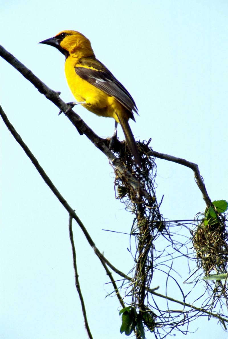 Altamira Oriole (Icterus gularis) {!--알타미라꾀꼬리-->; DISPLAY FULL IMAGE.