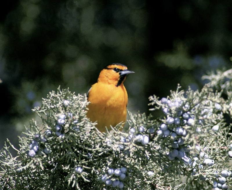 Bullock's Oriole (Icterus bullockii) {!--불록꾀꼬리-->; DISPLAY FULL IMAGE.