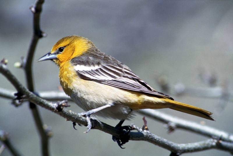 Female Bullock's Oriole (Icterus bullockii) {!--불록꾀꼬리-->; DISPLAY FULL IMAGE.