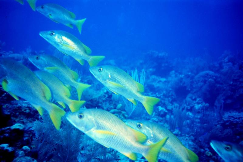 Yellowtail Snapper (Ocyurus chrysurus) {!--노랑꼬리물퉁돔-->; DISPLAY FULL IMAGE.