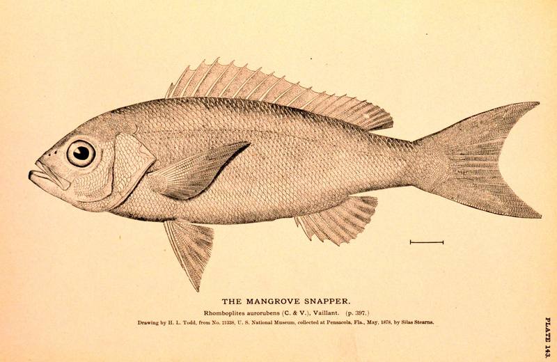 Vermilion Snapper (Rhomboplites aurorubens) {!--퉁돔류-->; DISPLAY FULL IMAGE.