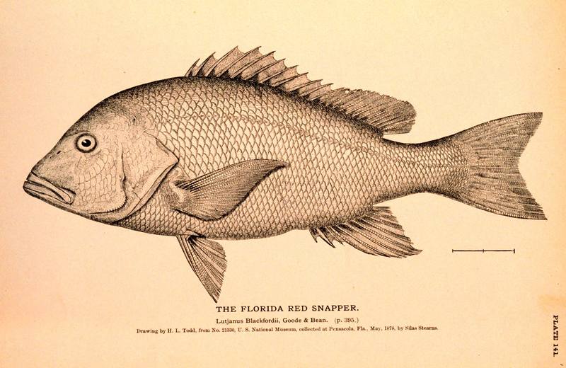 Northern Red Snapper (Lutjanus campechanus) {!--퉁돔류-->; DISPLAY FULL IMAGE.