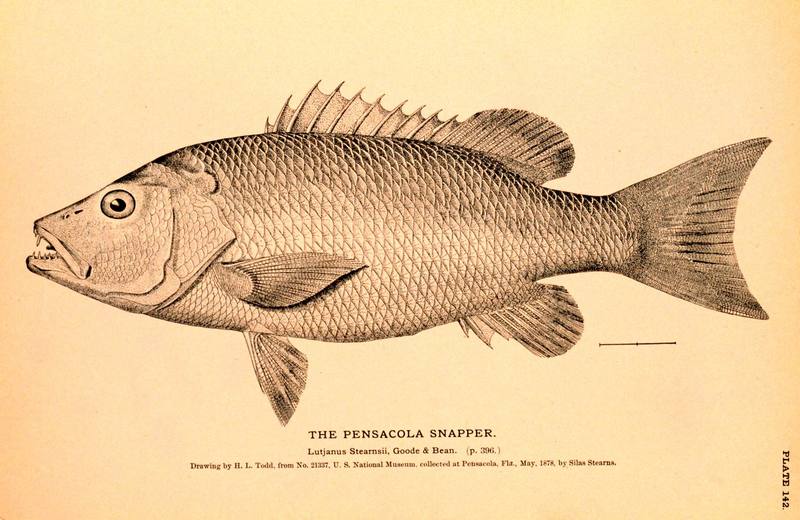 Gray Snapper (Lutjanus griseus) {!--퉁돔류-->; DISPLAY FULL IMAGE.