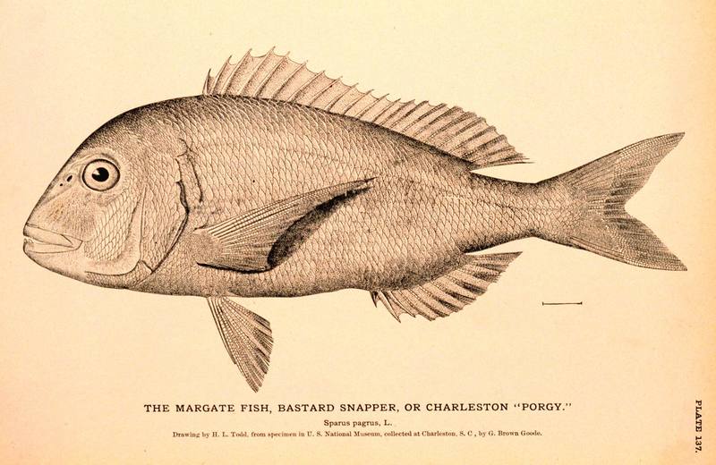 Common Seabream (Pagrus pagrus) {!--유럽참돔-->; DISPLAY FULL IMAGE.