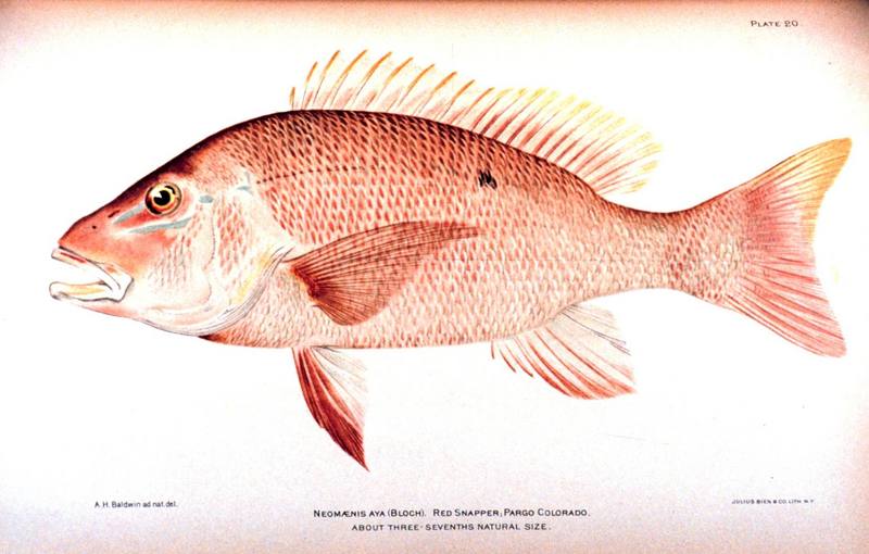 Northern Red Snapper (Lutjanus campechanus) {!--퉁돔류-->; DISPLAY FULL IMAGE.