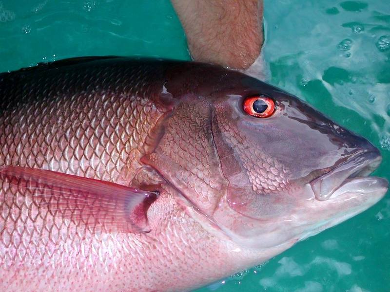 Mutton Snapper (Lutjanus analis) {!--퉁돔류-->; DISPLAY FULL IMAGE.