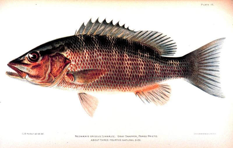 Gray Snapper (Lutjanus griseus) {!--퉁돔류-->; DISPLAY FULL IMAGE.