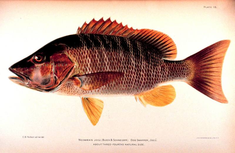 Dog Snapper (Lutjanus jocu) {!--개퉁돔-->; DISPLAY FULL IMAGE.