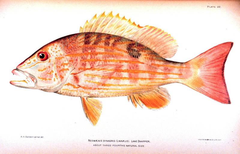 Lane Snapper (Lutjanus synagris) {!--퉁돔류-->; DISPLAY FULL IMAGE.