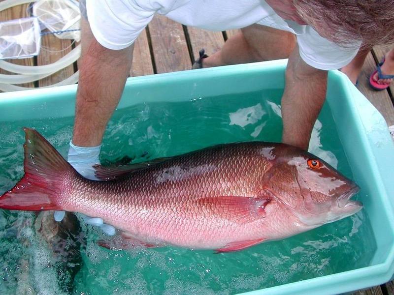 Mutton Snapper (Lutjanus analis) {!--퉁돔류-->; DISPLAY FULL IMAGE.