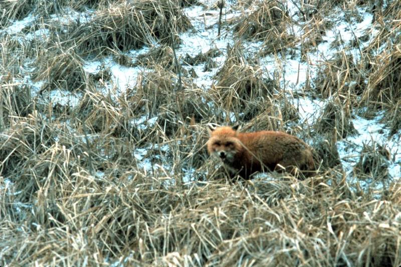 Red Fox (Vulpes vulpes){!--붉은여우-->; DISPLAY FULL IMAGE.