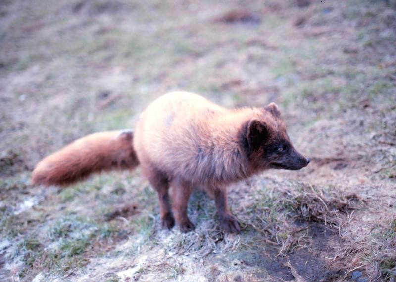 Red Fox (Vulpes vulpes){!--붉은여우-->; DISPLAY FULL IMAGE.