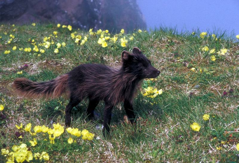 Arctic Fox (Alopex lagopus){!--북극여우-->; DISPLAY FULL IMAGE.