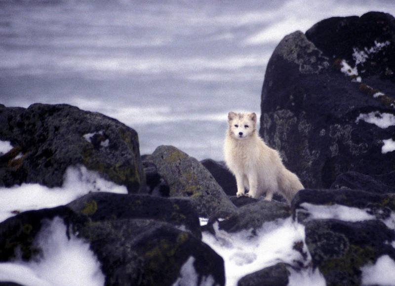 Arctic Fox (Alopex lagopus){!--북극여우-->; DISPLAY FULL IMAGE.