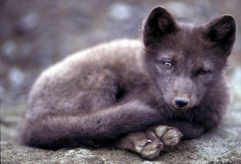 Arctic Fox (Alopex lagopus){!--북극여우-->; DISPLAY FULL IMAGE.