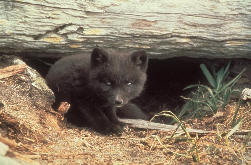 Arctic Fox and den (Alopex lagopus){!--북극여우-->; DISPLAY FULL IMAGE.