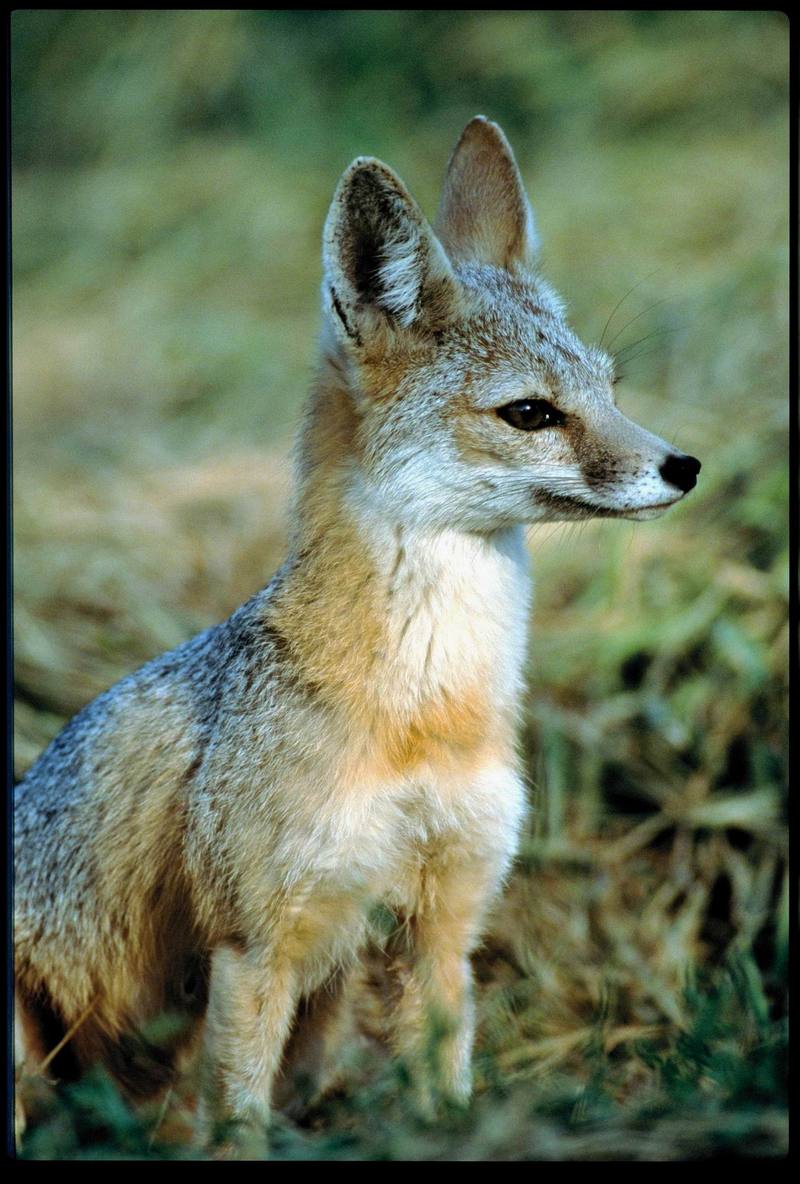 San Joaquin Kit Fox (Vulpes macrotis mutica); DISPLAY FULL IMAGE.