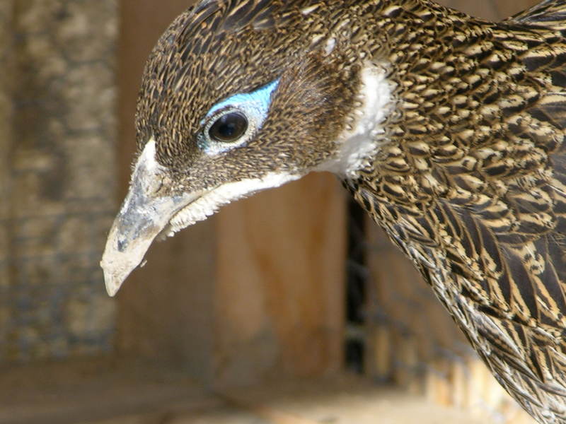 Himalayan Monal; DISPLAY FULL IMAGE.