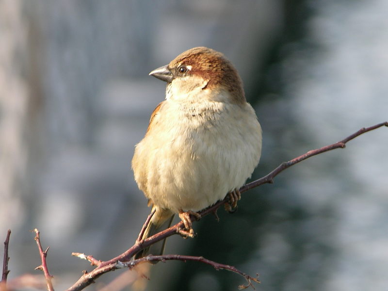 House Sparrow; DISPLAY FULL IMAGE.